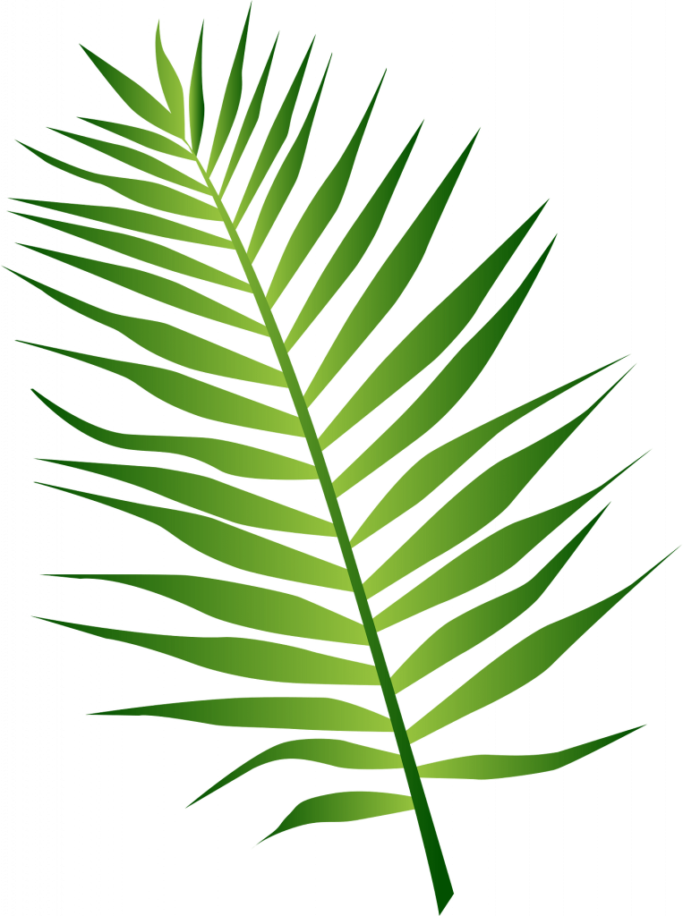 Une grande feuille de palmier d'un vert vif, avec des nuances plus claires et plus foncées. La feuille est en forme de plume et se compose de plusieurs folioles.