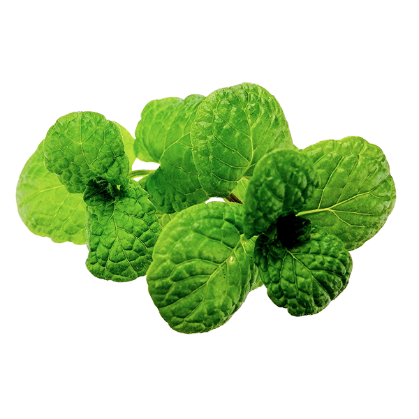 Gros plan sur plusieurs feuilles de menthe fraîches et d'un vert vif. Les feuilles sont froissées et texturées, et l'une d'elles est coupée au centre. Elles sont placées les unes sur les autres sur un fond blanc.